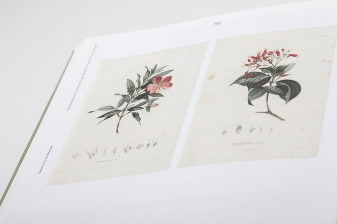 Illustrating Nature. The World Through the Eyes of Alexander von Humboldt - Image 4