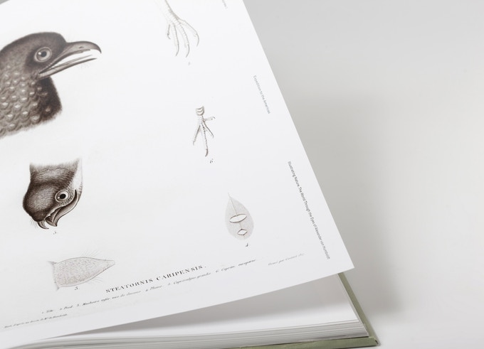 Illustrating Nature. The World Through the Eyes of Alexander von Humboldt - Image 13
