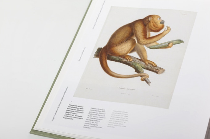Illustrating Nature. The World Through the Eyes of Alexander von Humboldt - Image 2