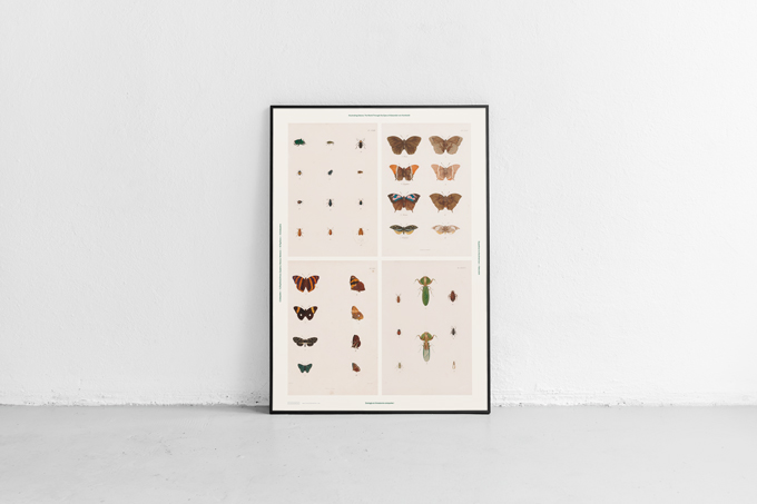 4 Humboldt posters (limited) - Image 4